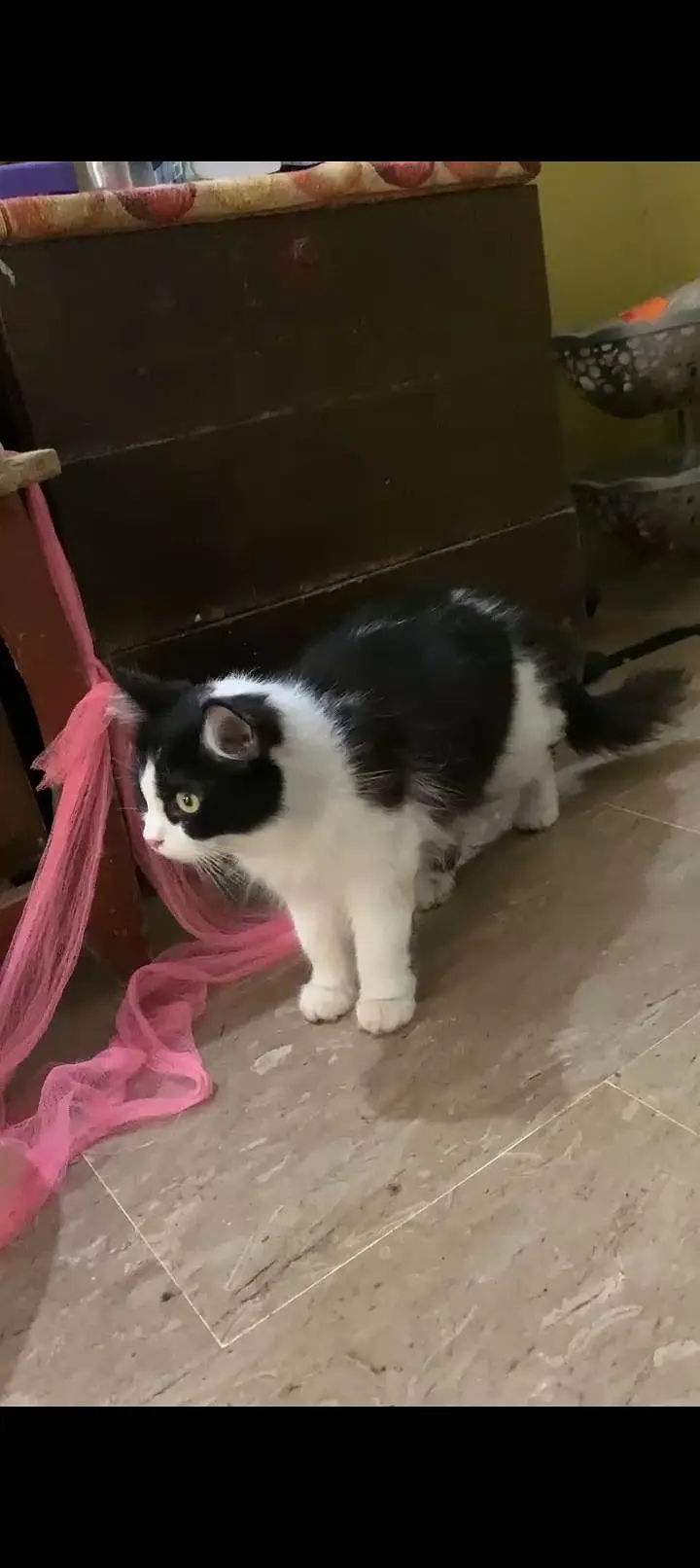 fluffy black and white cat — photo 4