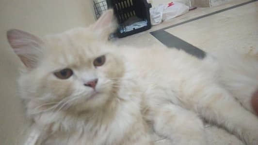 Persian x Turkish Angora Breed Cat