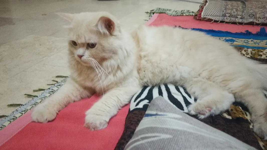 Persian x Turkish Angora Breed Cat — photo 2