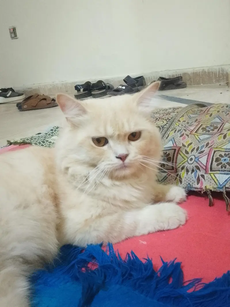 Persian x Turkish Angora Breed Cat — photo 3