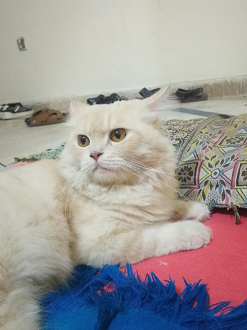 Persian x Turkish Angora Breed Cat — photo 4