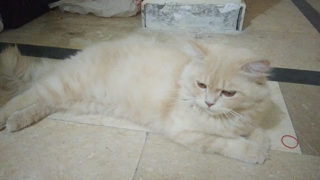 Persian x Turkish Angora Breed Cat — photo 5