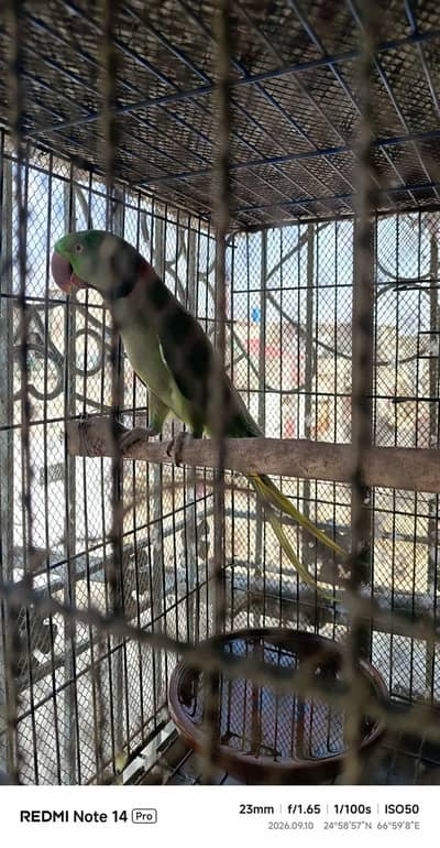 Alexander parrots pair