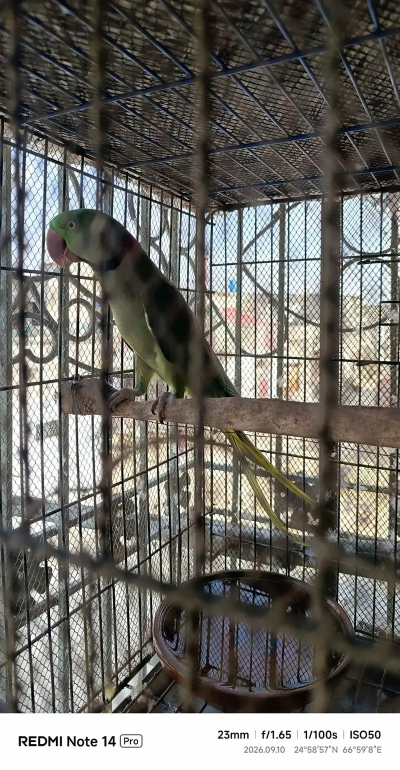 Alexander parrots pair