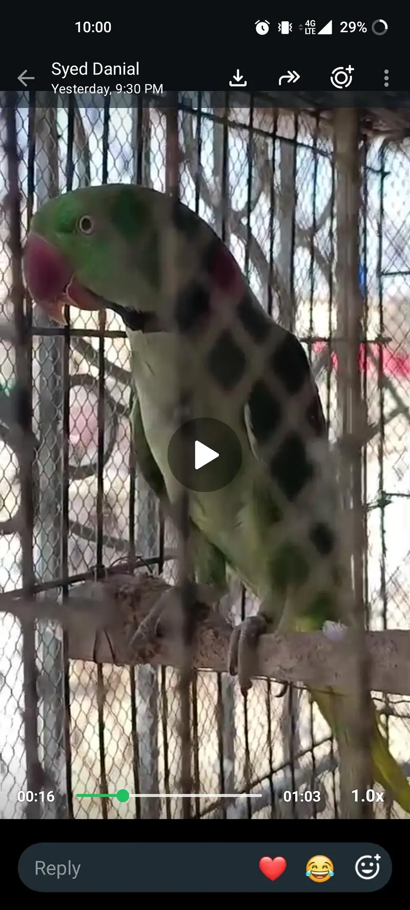 Alexander parrots pair — photo 2