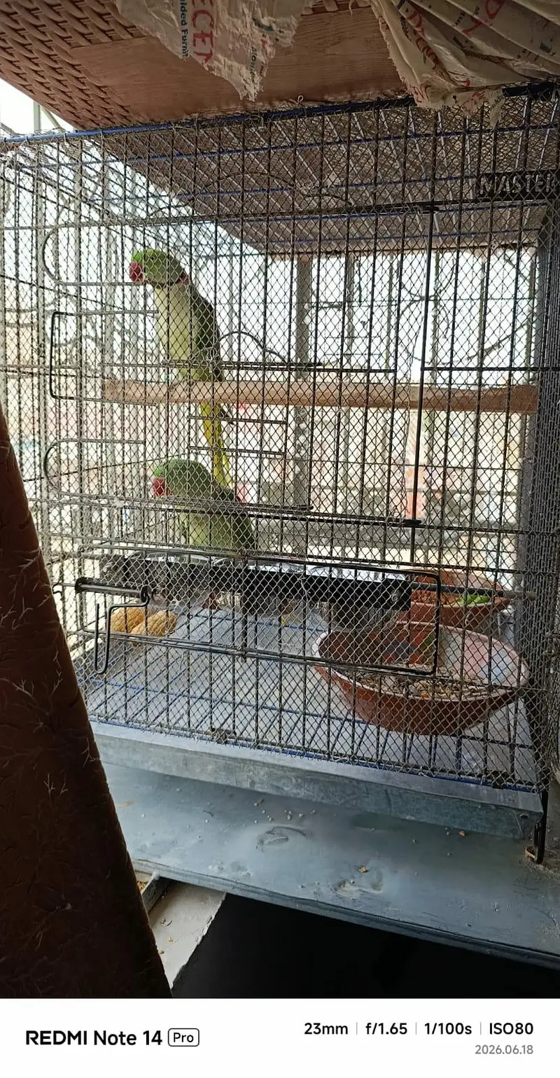 Alexander parrots pair — photo 3