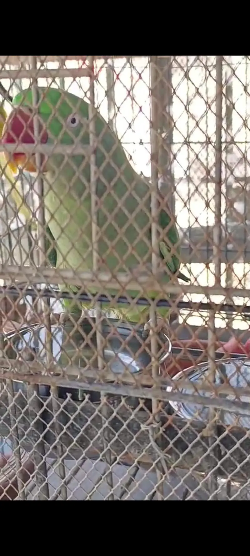 Alexander parrots pair — photo 4