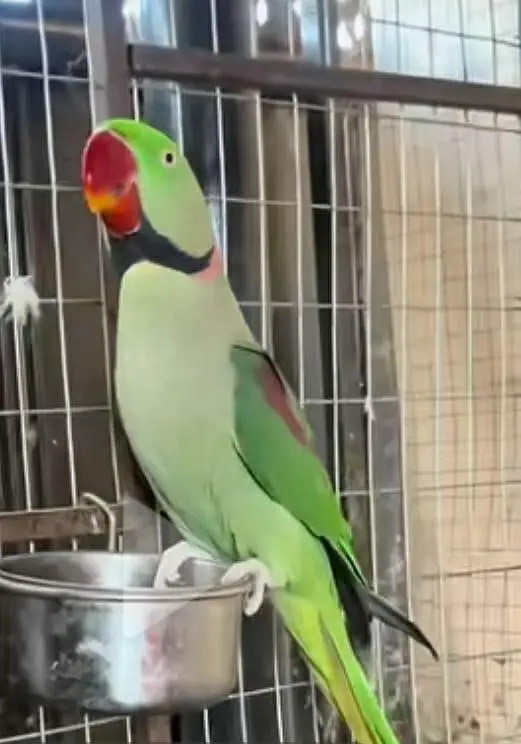 Alexander parrots pair — photo 5