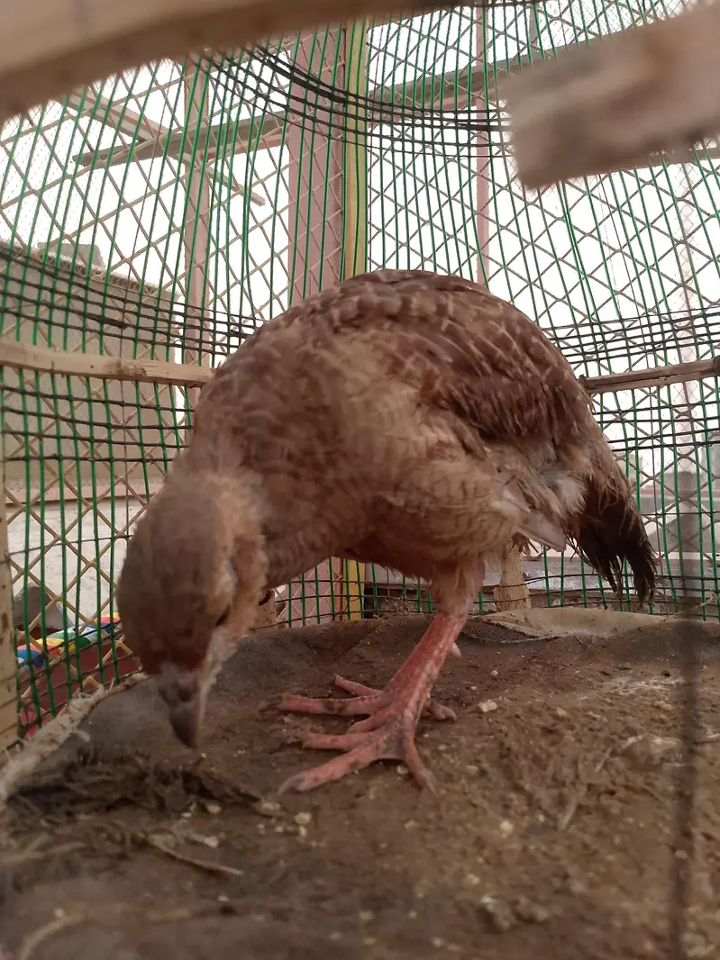 dakhni teetar — photo 2