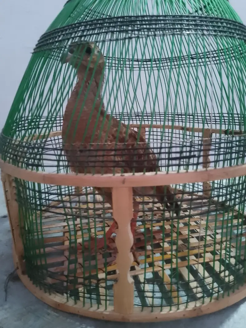 dakhni teetar — photo 6