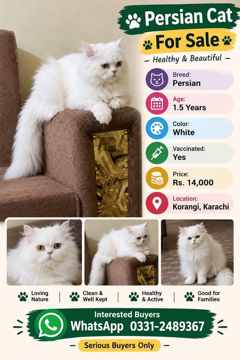 Persian cat 0
