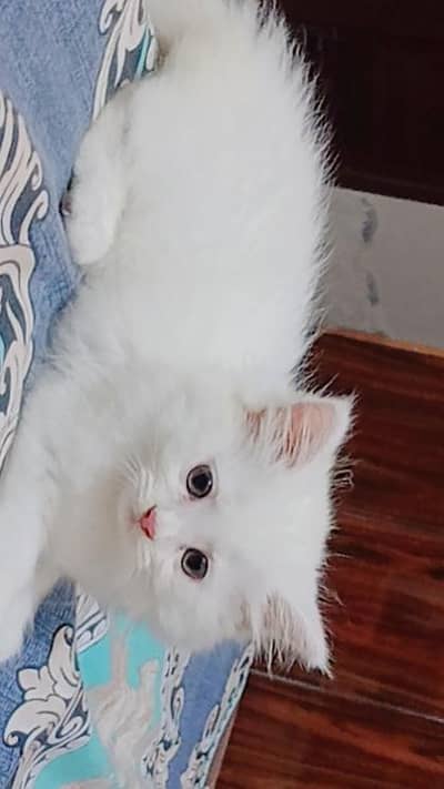 beautiful persian cat