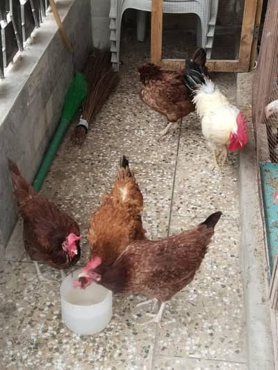 1 male 4 female