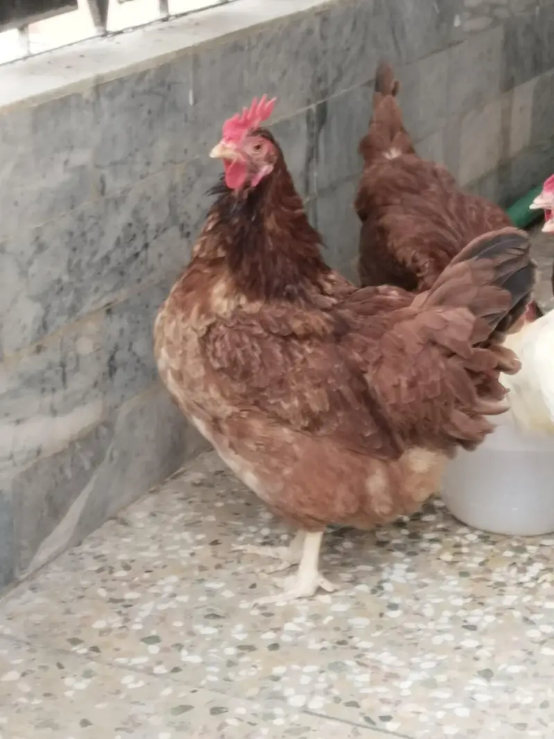 1 male 4 female — photo 2