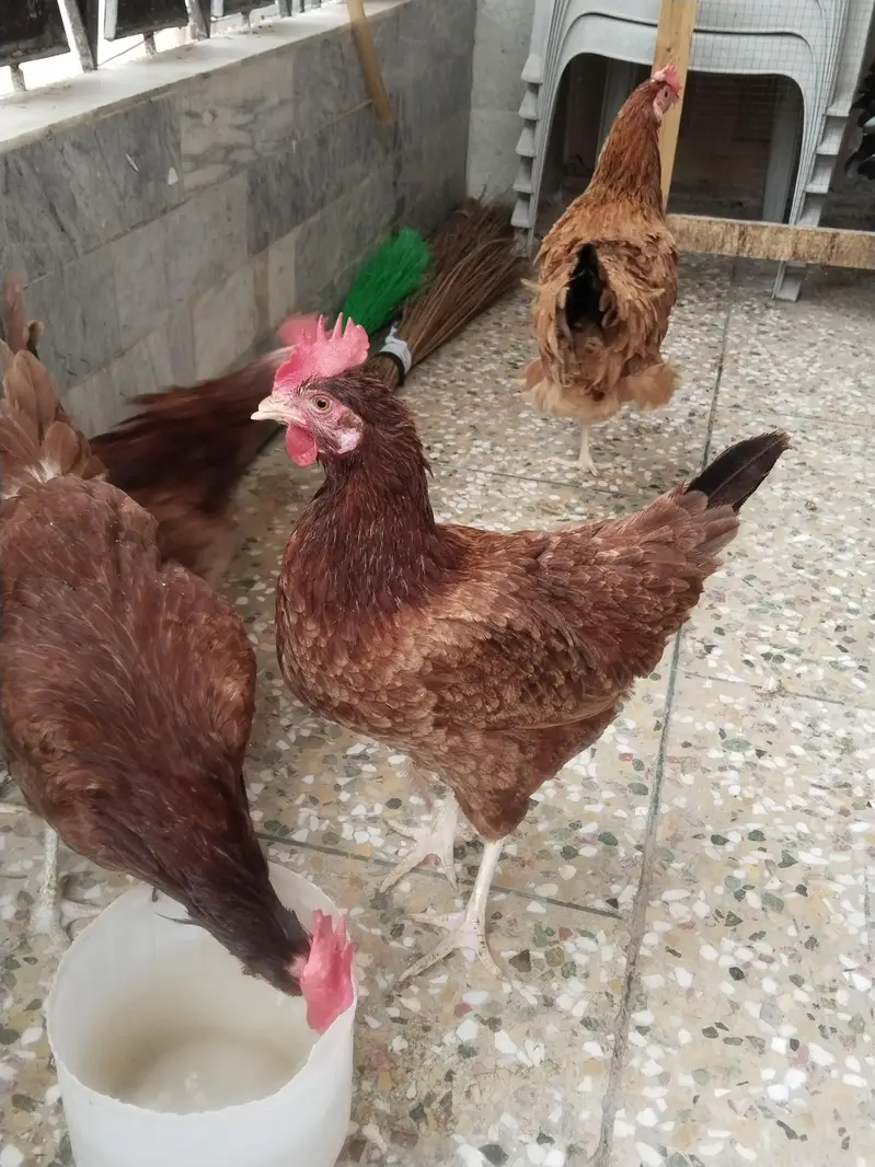 1 male 4 female — photo 3