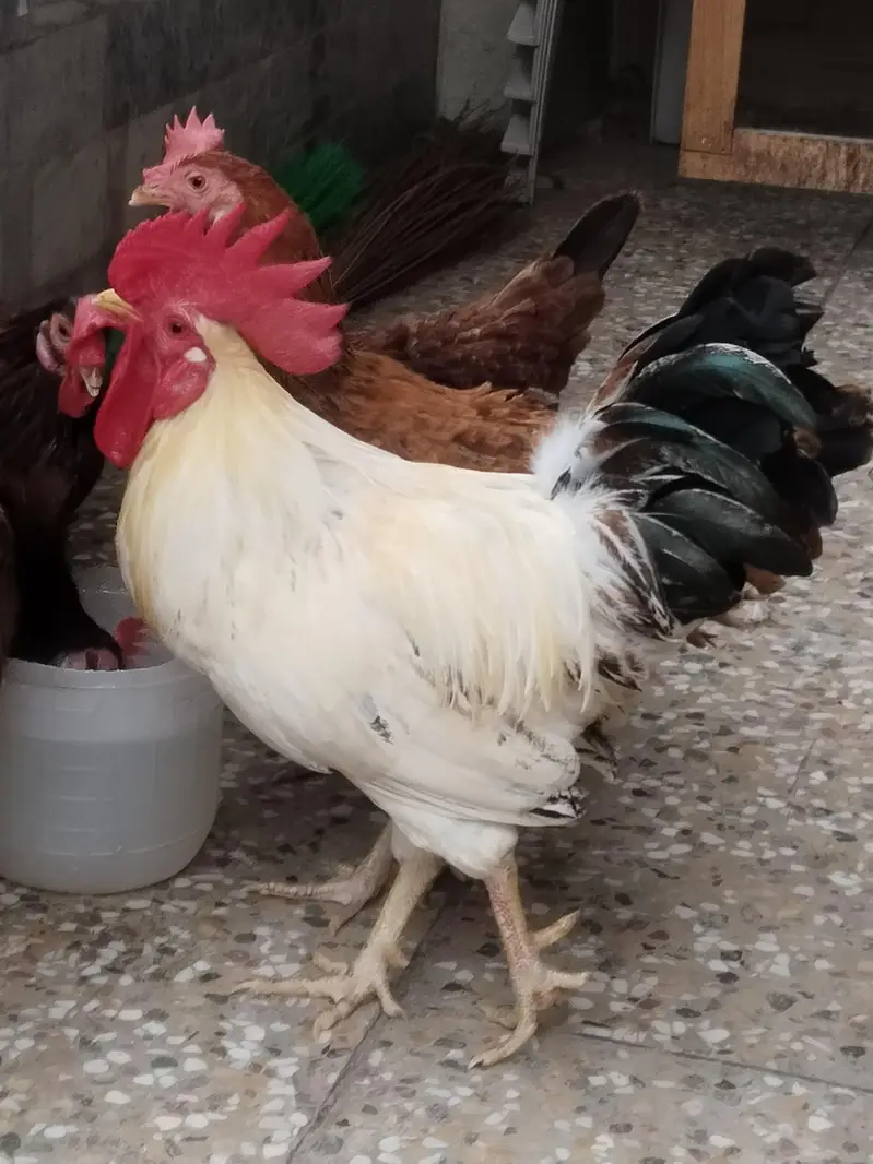 1 male 4 female — photo 4