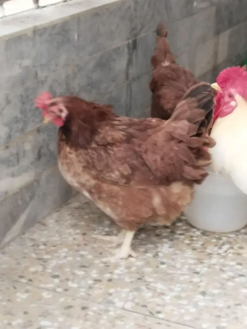 1 male 4 female — photo 5