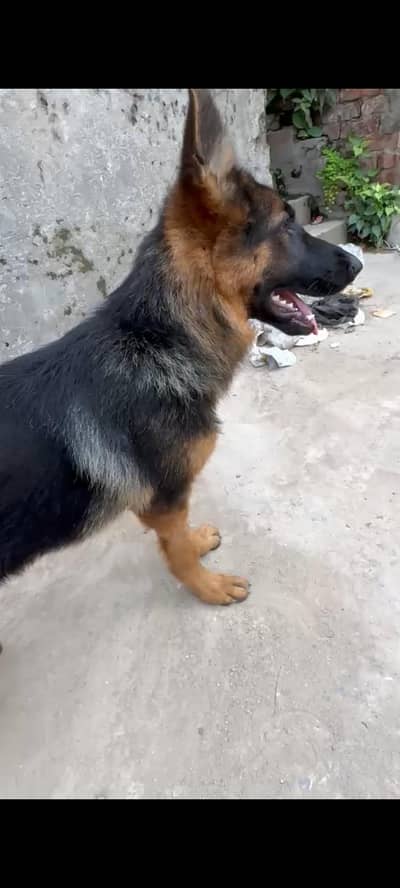 German Shepherd Female