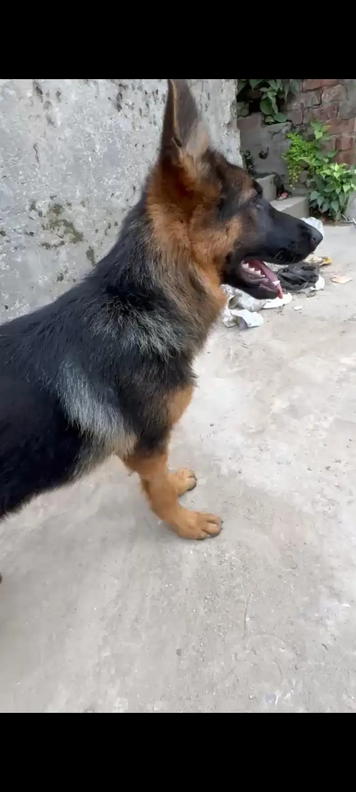 German Shepherd Female