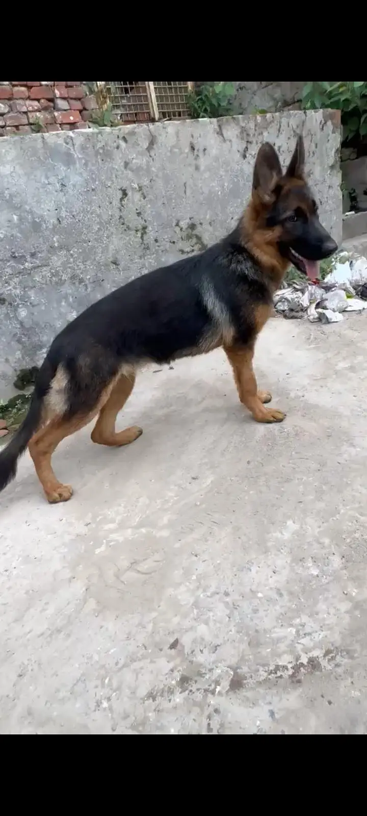 German Shepherd Female — photo 2
