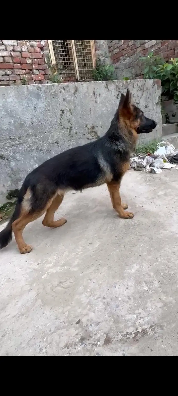 German Shepherd Female — photo 3