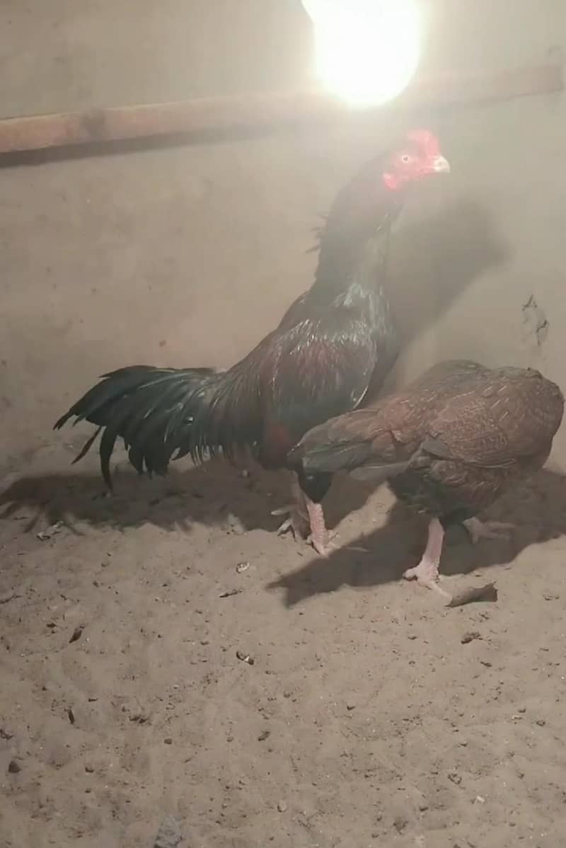 Original Breed 1
