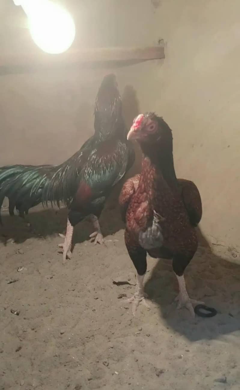 Original Breed 2