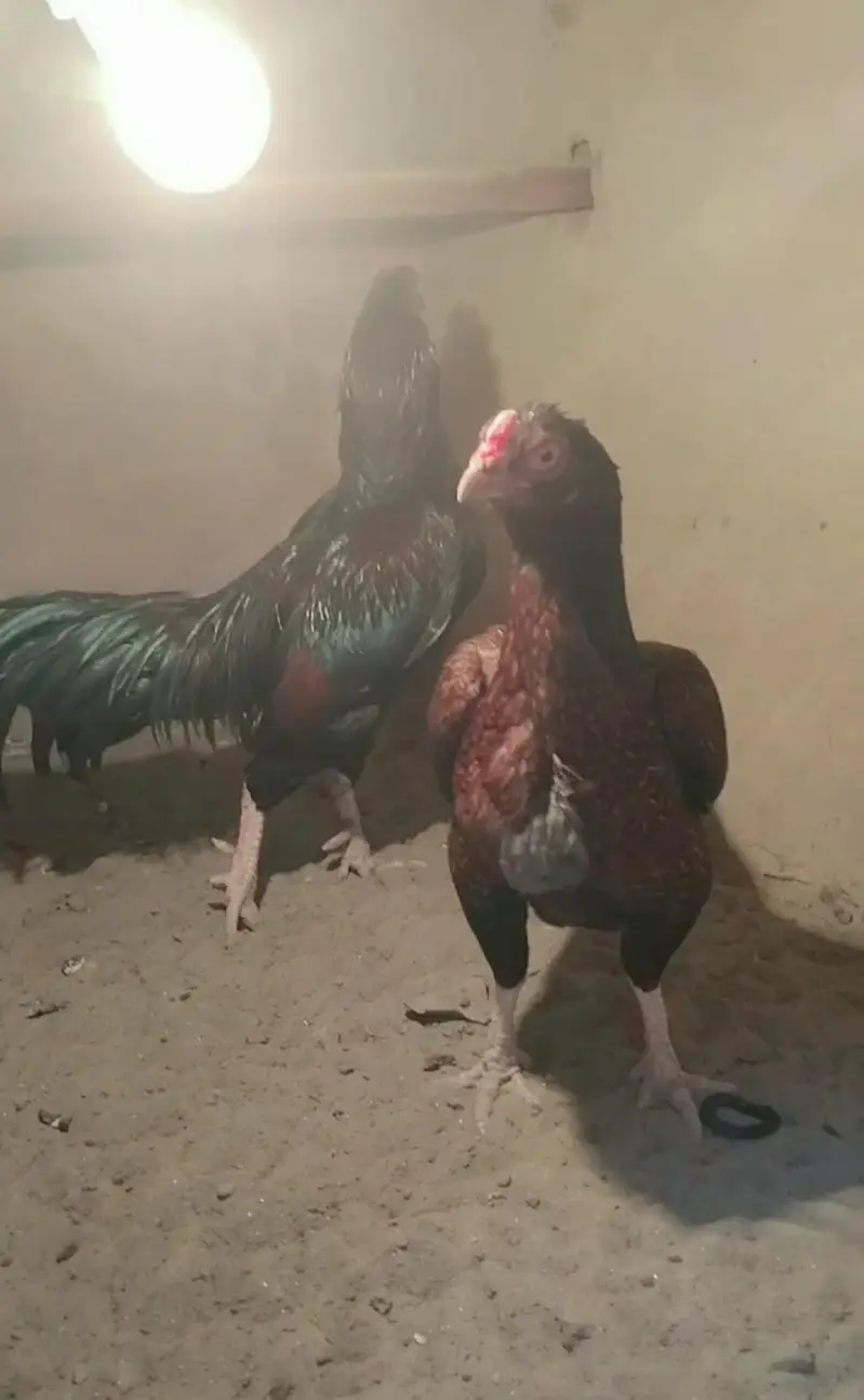 Original Breed — photo 3
