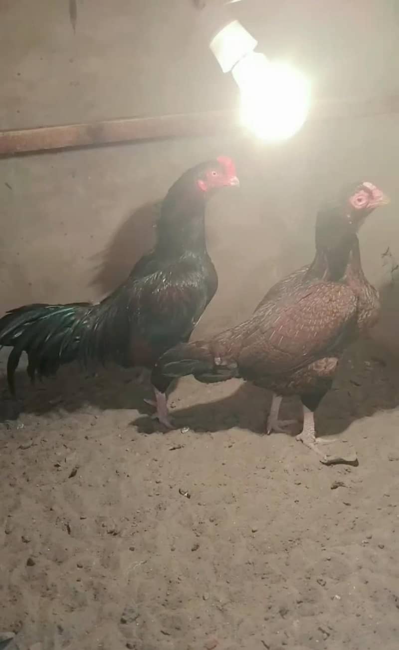 Original Breed 3