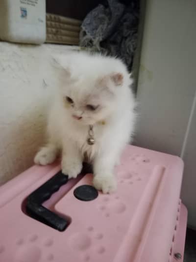 for sale