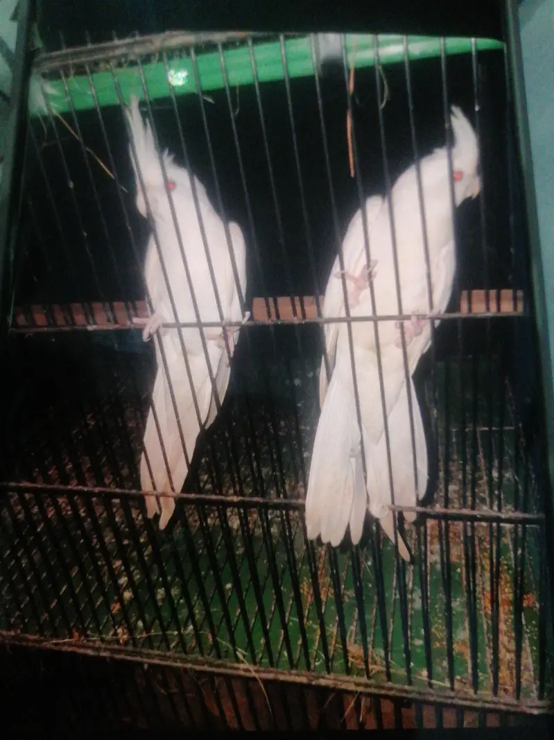 cocktail red eyes pair — photo 2