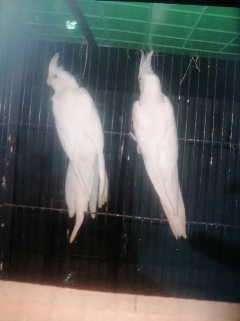 cocktail red eyes pair — photo 3