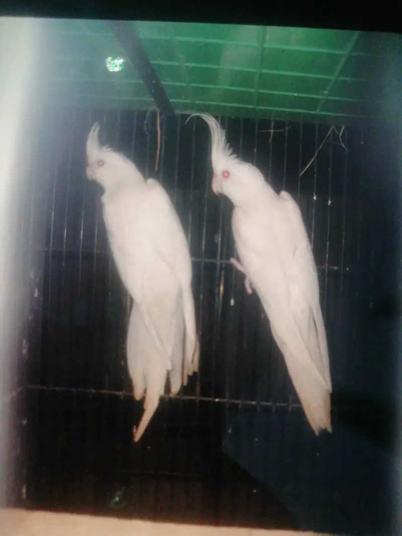 cocktail red eyes pair — photo 4