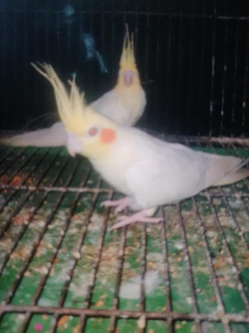 cocktail red eyes pair — photo 5