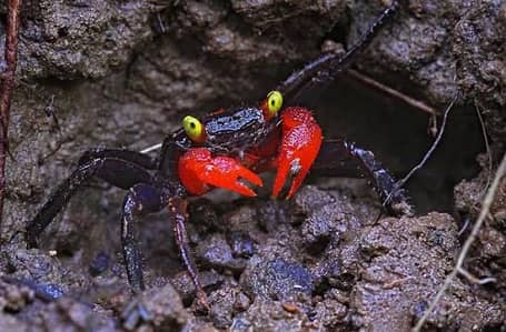 Vampire crabs whatspp 03190220269