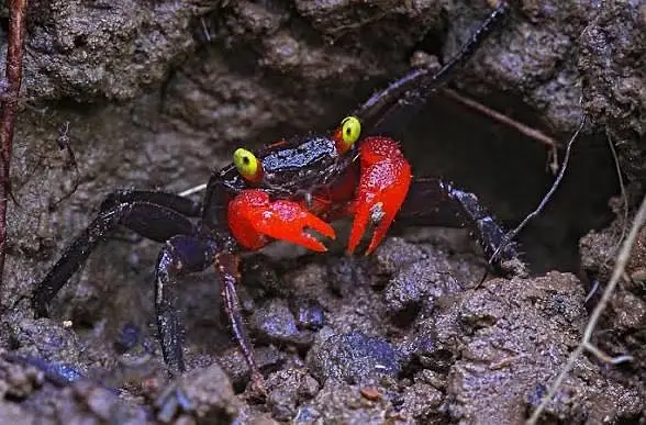 Vampire crabs whatspp 03190220269
