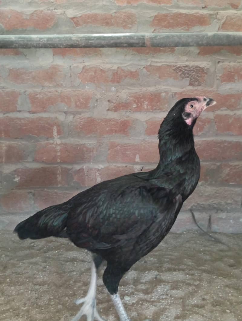 mushqa pair ,quality 1+2 0