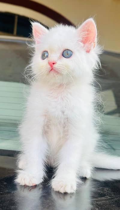 Pure Persian White Kitten for Sale | Home Breed | Male/Female