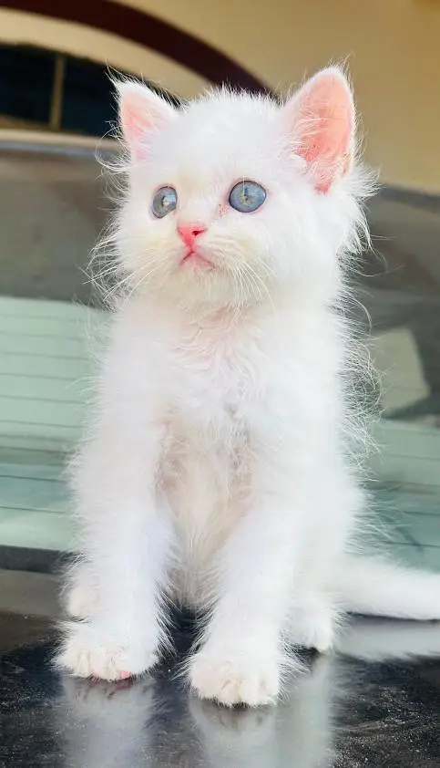 Pure Persian White Kitten for Sale | Home Breed | Male/Female