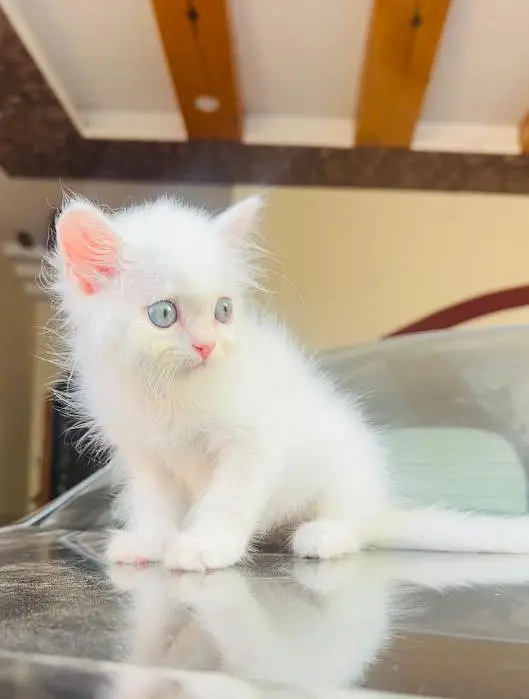 Pure Persian White Kitten for Sale | Home Breed | Male/Female — photo 2