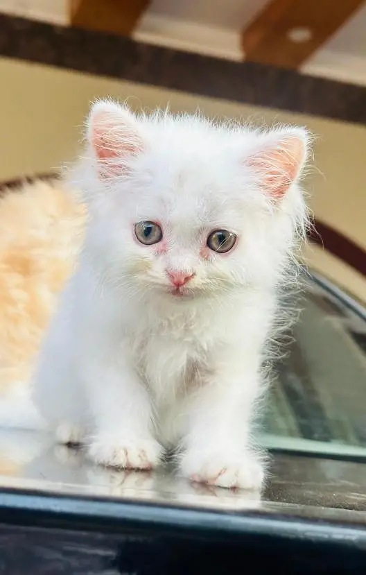 Pure Persian White Kitten for Sale | Home Breed | Male/Female — photo 3