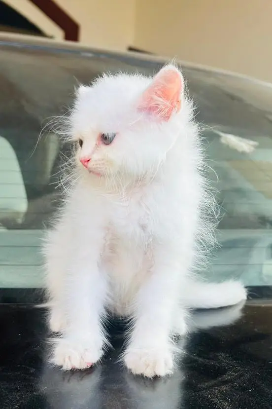 Pure Persian White Kitten for Sale | Home Breed | Male/Female — photo 4