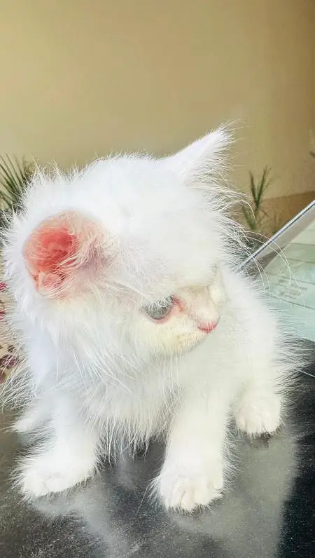 Pure Persian White Kitten for Sale | Home Breed | Male/Female — photo 5
