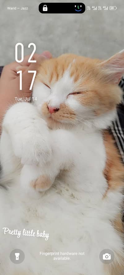 cat for sale