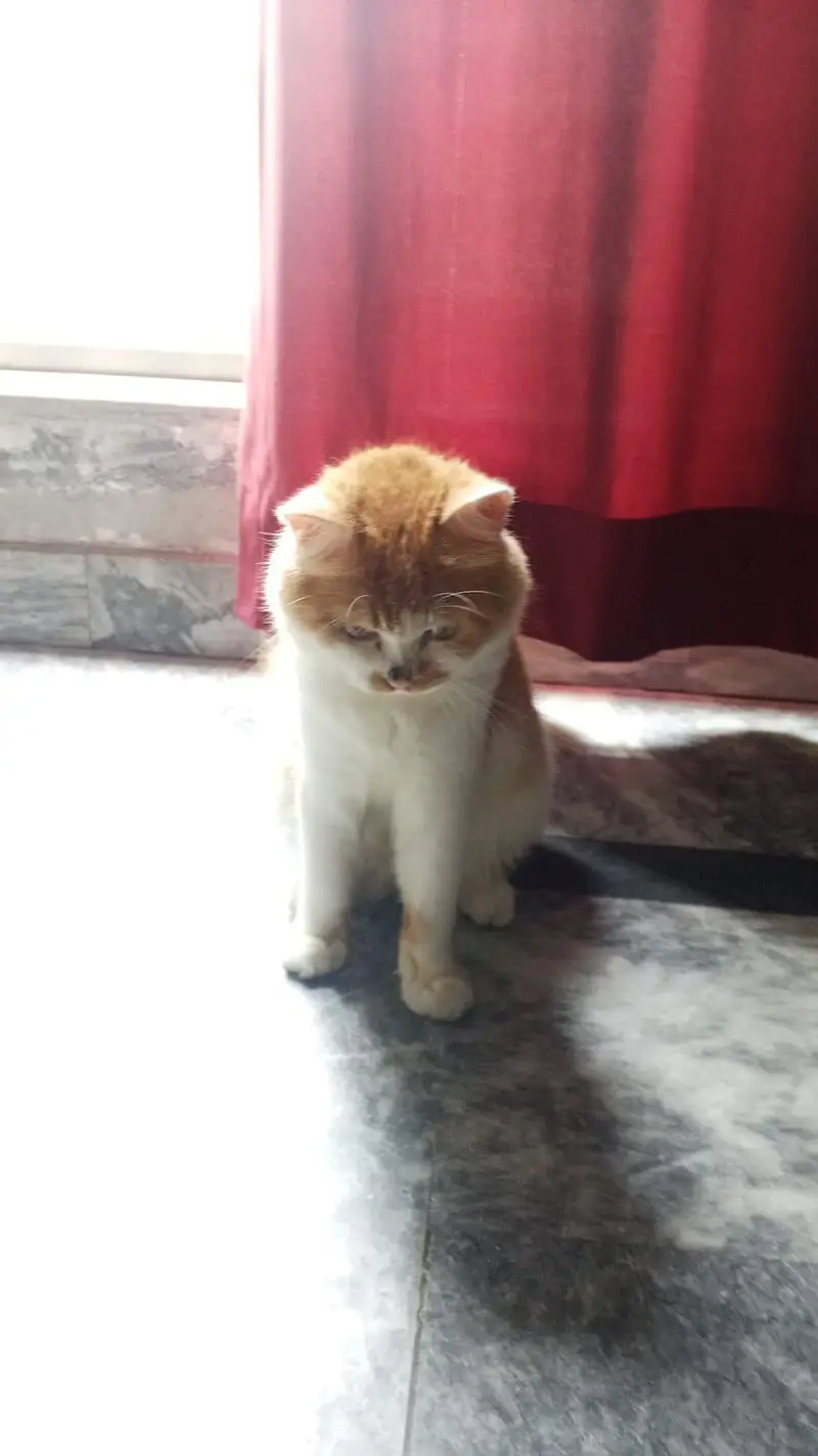cat for sale — photo 2