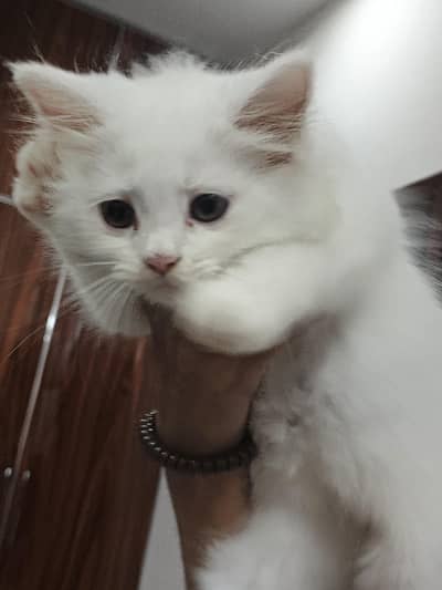beautiful persian cat