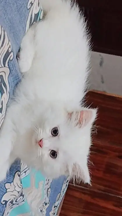 beautiful persian cat — photo 2