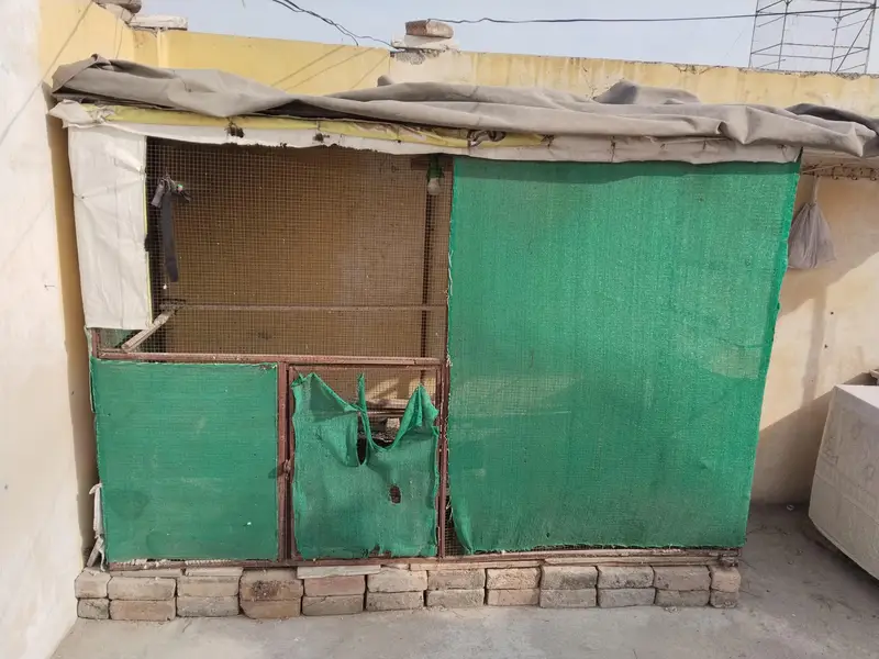 Cage and Matki for Sale Urgent 03125005059 — photo 2