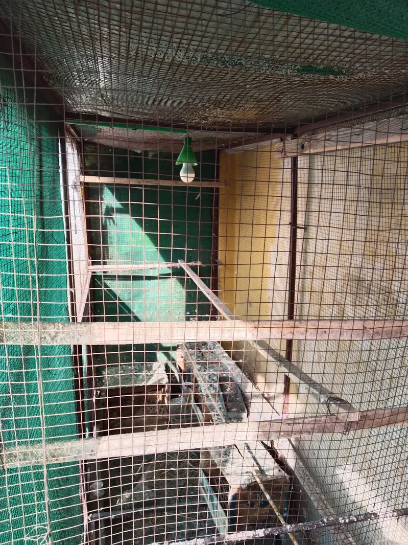 Cage and Matki for Sale Urgent 03125005059 — photo 3