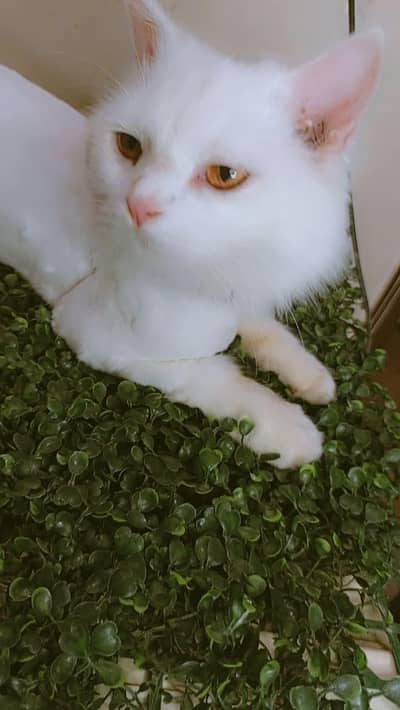 Male cat available for matting